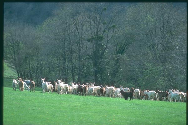 174093 Flock Of Goats In The Rhone Valley A4 Photo Print