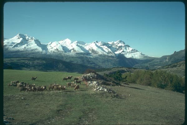 174094 Flock Of Sheep In The Mountains Of Devoluy A4 Photo Print