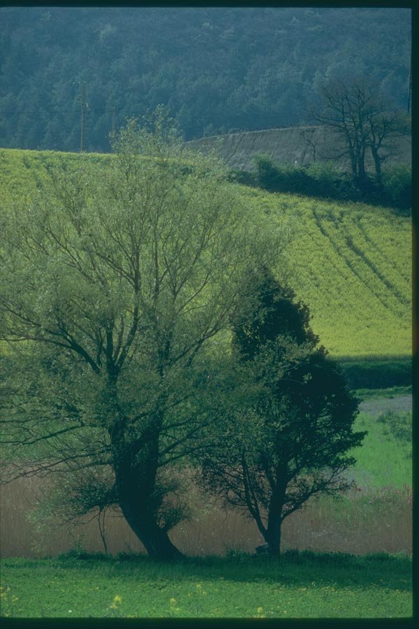 174095 Landscape Near Marsanne A4 Photo Print