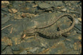 175000 Alligator Lizard Catching Cricket A4 Photo Print