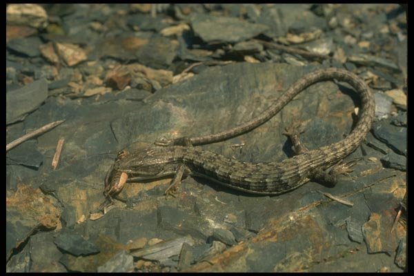 175000 Alligator Lizard Catching Cricket A4 Photo Print