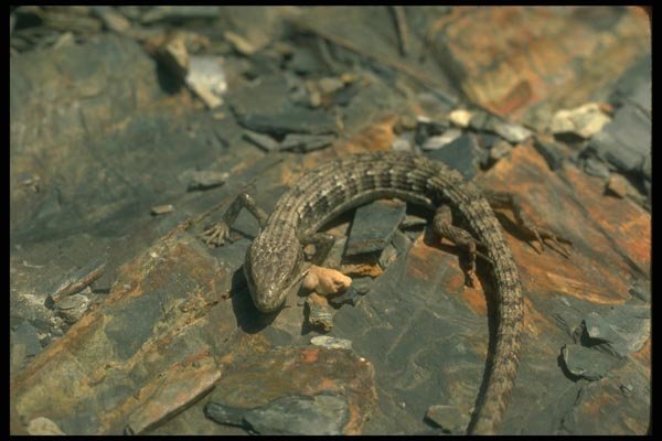175001 Alligator Lizard A4 Photo Print