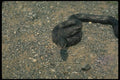 175002 Black Rat Snake A4 Photo Print