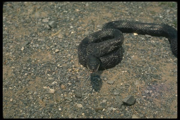 175002 Black Rat Snake A4 Photo Print