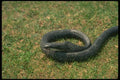 175003 Black Rat Snake Swallowing Mouse It Has Just Caught A4 Photo Print