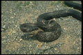 175004 Black Rat Snake Swallowing Mouse A4 Photo Print