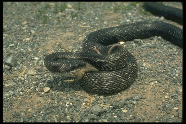175004 Black Rat Snake Swallowing Mouse A4 Photo Print
