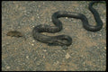 175005 Black Rat Snake Chasing Mouse A4 Photo Print