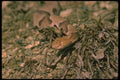 175006 Copperhead Snake A4 Photo Print
