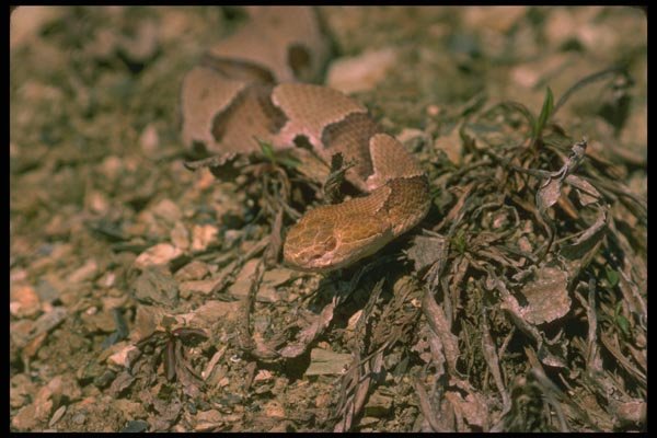 175006 Copperhead Snake A4 Photo Print