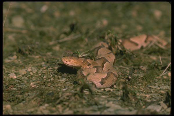 175007 Copperhead Snake A4 Photo Print