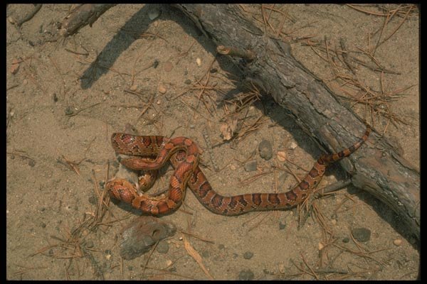 175008 Corn Snake Killing Mouse By Constriction A4 Photo Print