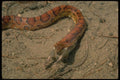 175009 Corn Snake Eating Mouse A4 Photo Print