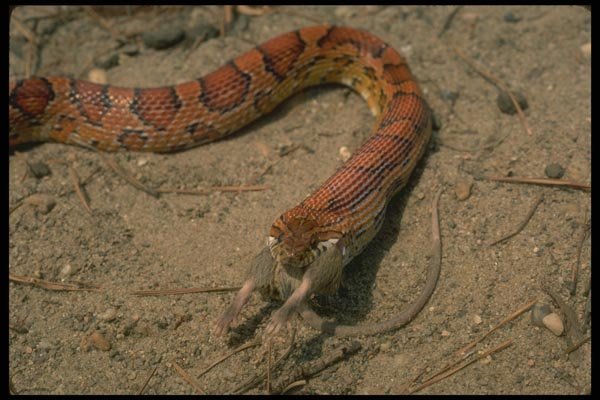 175009 Corn Snake Eating Mouse A4 Photo Print
