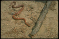 175010 Corn Snake Chasing Mouse A4 Photo Print