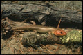 175011 Broad headed Skink A4 Photo Print