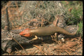 175012 Broad headed Skink A4 Photo Print