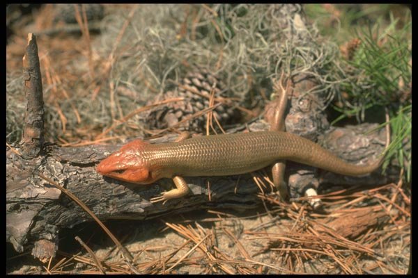 175012 Broad headed Skink A4 Photo Print