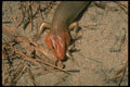 175013 Broad headed Skink Eating Cricket A4 Photo Print