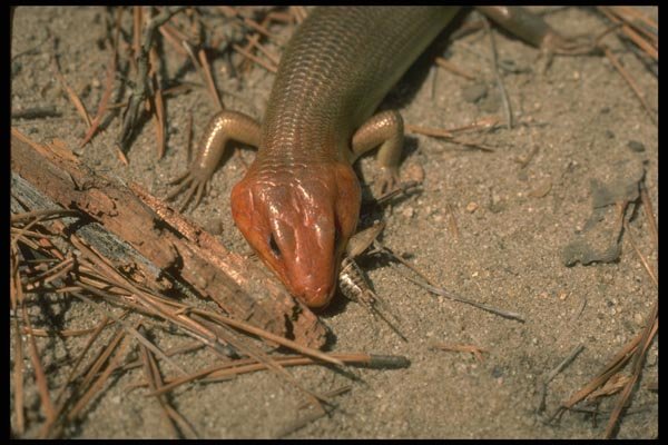 175013 Broad headed Skink Eating Cricket A4 Photo Print