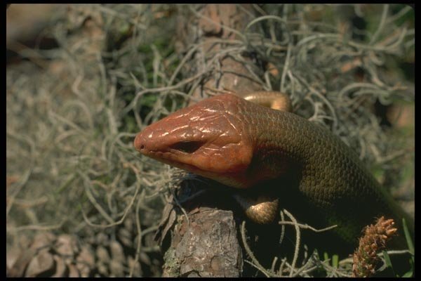 175014 Broad headed Skink A4 Photo Print