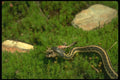 175015 Garter Snake Carrying Off Small American Toad A4 Photo Print