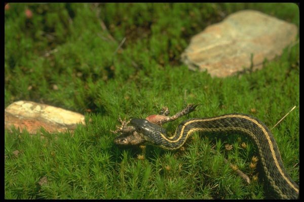 175015 Garter Snake Carrying Off Small American Toad A4 Photo Print