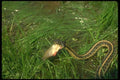 175016 Eastern Garter Snake Carrying Small Fish A4 Photo Print