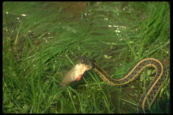 175016 Eastern Garter Snake Carrying Small Fish A4 Photo Print