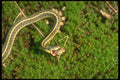 175017 Eastern Garter Snake Catching Small American Toad A4 Photo Print