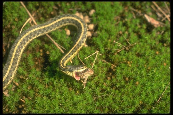 175017 Eastern Garter Snake Catching Small American Toad A4 Photo Print