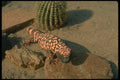 175018 Gila Monster Lizard A4 Photo Print