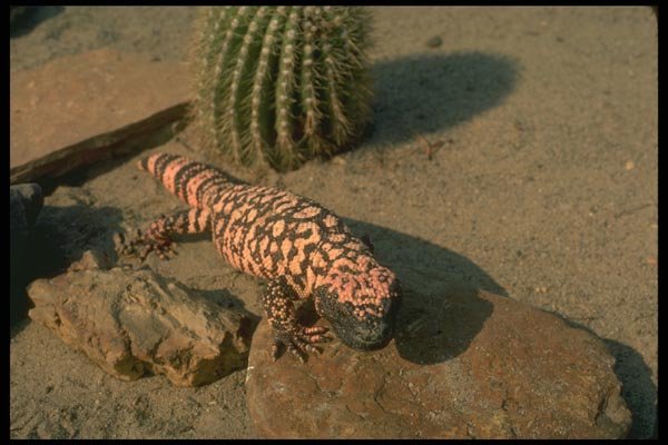 175018 Gila Monster Lizard A4 Photo Print