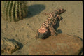 175019 Gila Monster Lizard A4 Photo Print