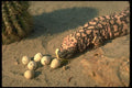 175020 Gila Monster Lizard Eating Desert Quail Eggs A4 Photo Print