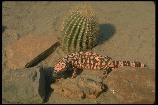 175021 Gila Monster Lizard A4 Photo Print