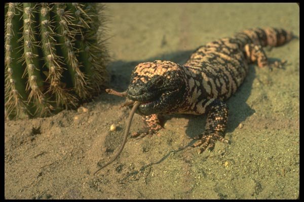 175022 Gila Monster Lizard Swallowing Mouse A4 Photo Print