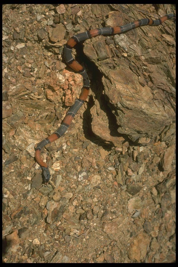 175023 Gray banded (Blair's) Kingsnake A4 Photo Print