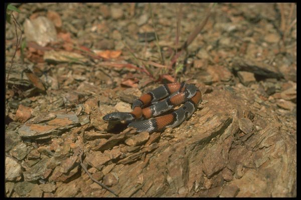 175024 Gray banded (Blair's) Kingsnake A4 Photo Print