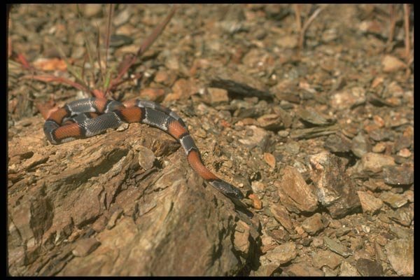 175025 Gray banded (Blair's) Kingsnake A4 Photo Print