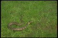 175026 Brown Water Snake A4 Photo Print