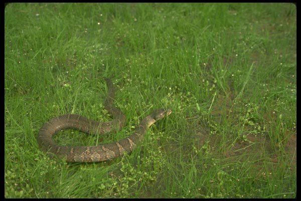 175026 Brown Water Snake A4 Photo Print