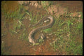 175027 Brown Water Snake A4 Photo Print