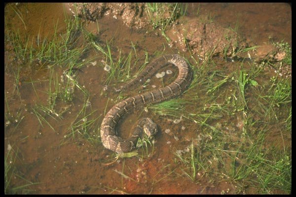 175027 Brown Water Snake A4 Photo Print