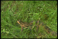 175028 Brown Water Snake Catching Carpenter Frog A4 Photo Print
