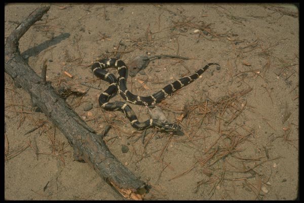 175029 King Snake With Mouse A4 Photo Print