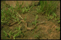 175030 Northern Brown Snake (Dekay's Snake) A4 Photo Print