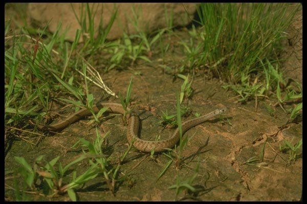 175030 Northern Brown Snake (Dekay's Snake) A4 Photo Print
