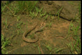 175031 Northern Brown Snake (Dekay's Snake) A4 Photo Print