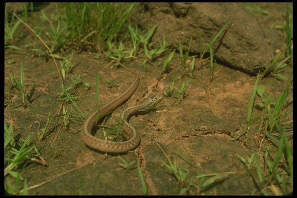 175031 Northern Brown Snake (Dekay's Snake) A4 Photo Print
